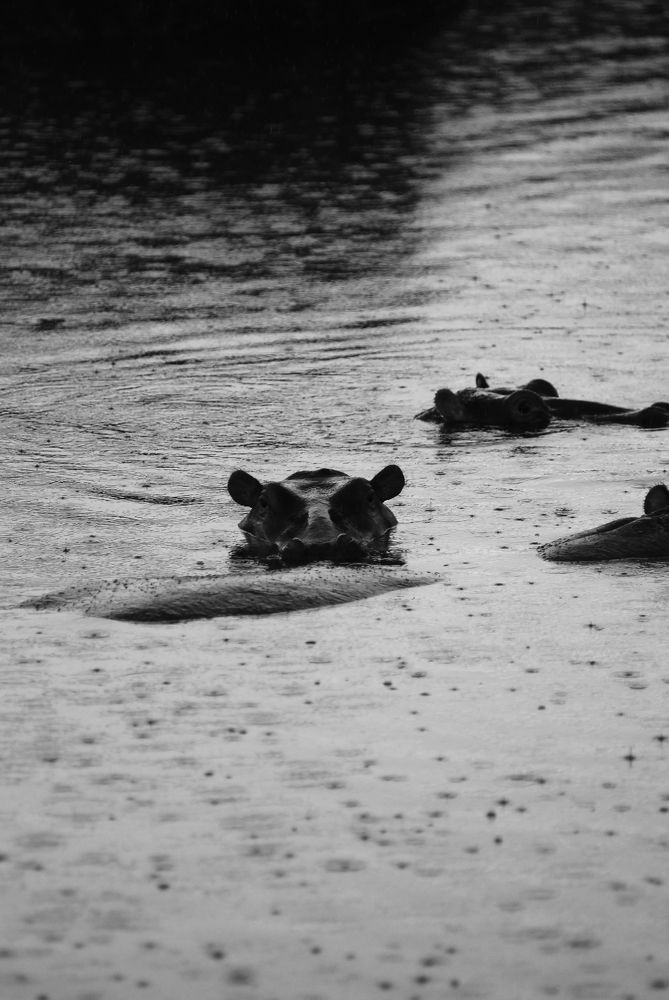 The Tanzanian Adventure