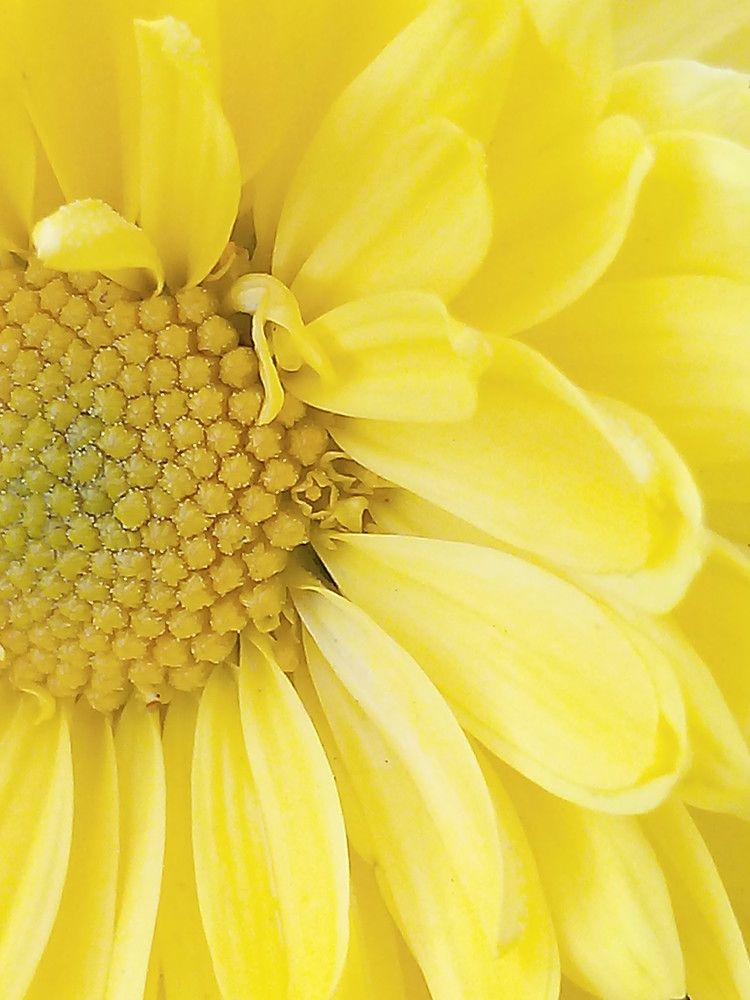 Photograph by Елена Мясникова