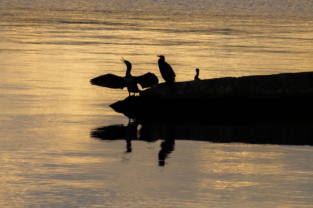 Photograph by Юрий Жарков