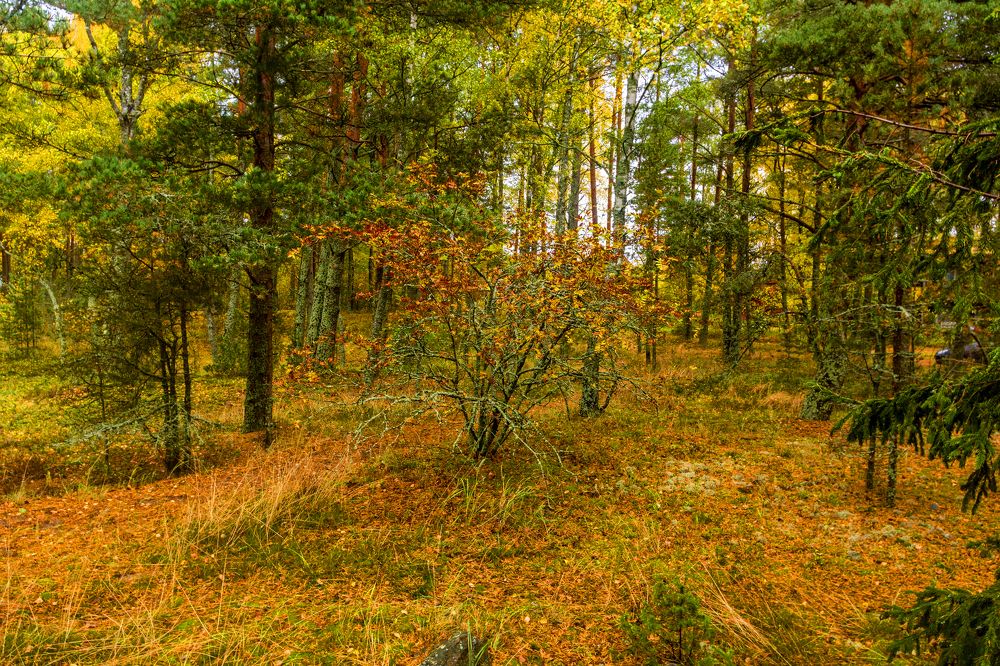 Photograph by Nikolai Barchan