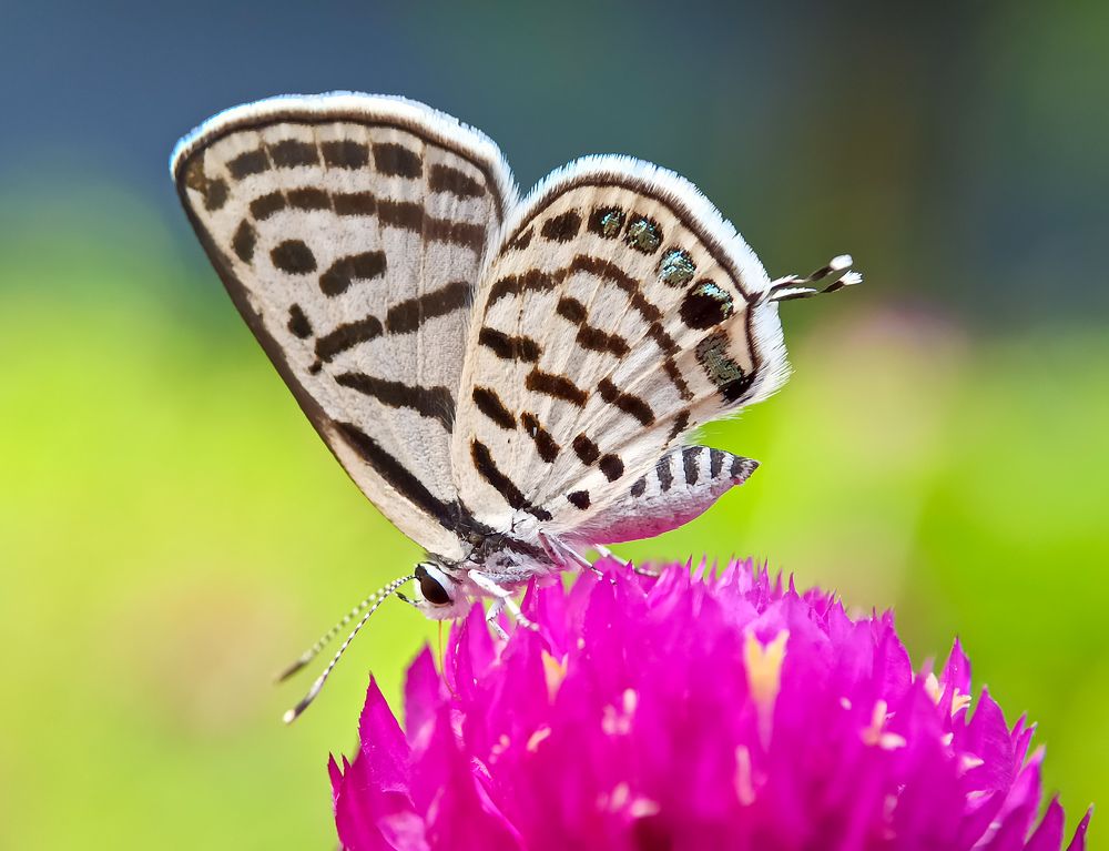 Photograph by Akirul Fahad