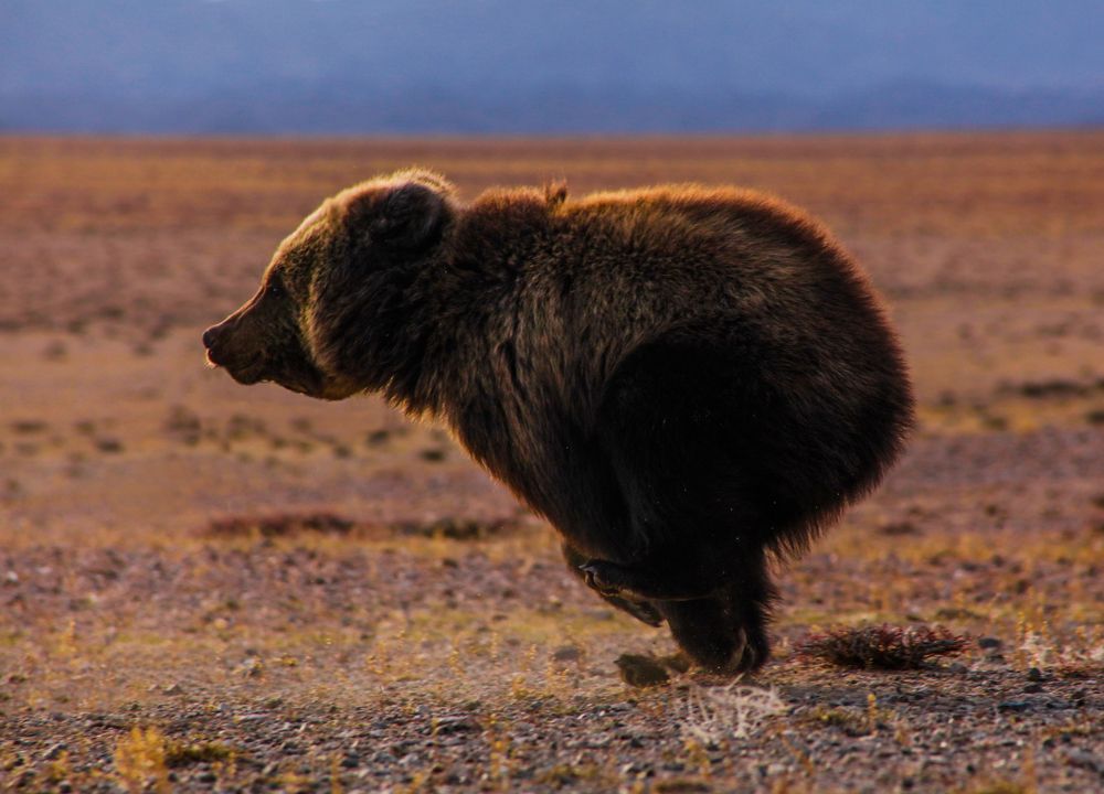 Not a Mazaalai bear, is it?