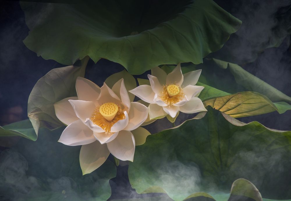 Photograph by Trần Anh Tuấn