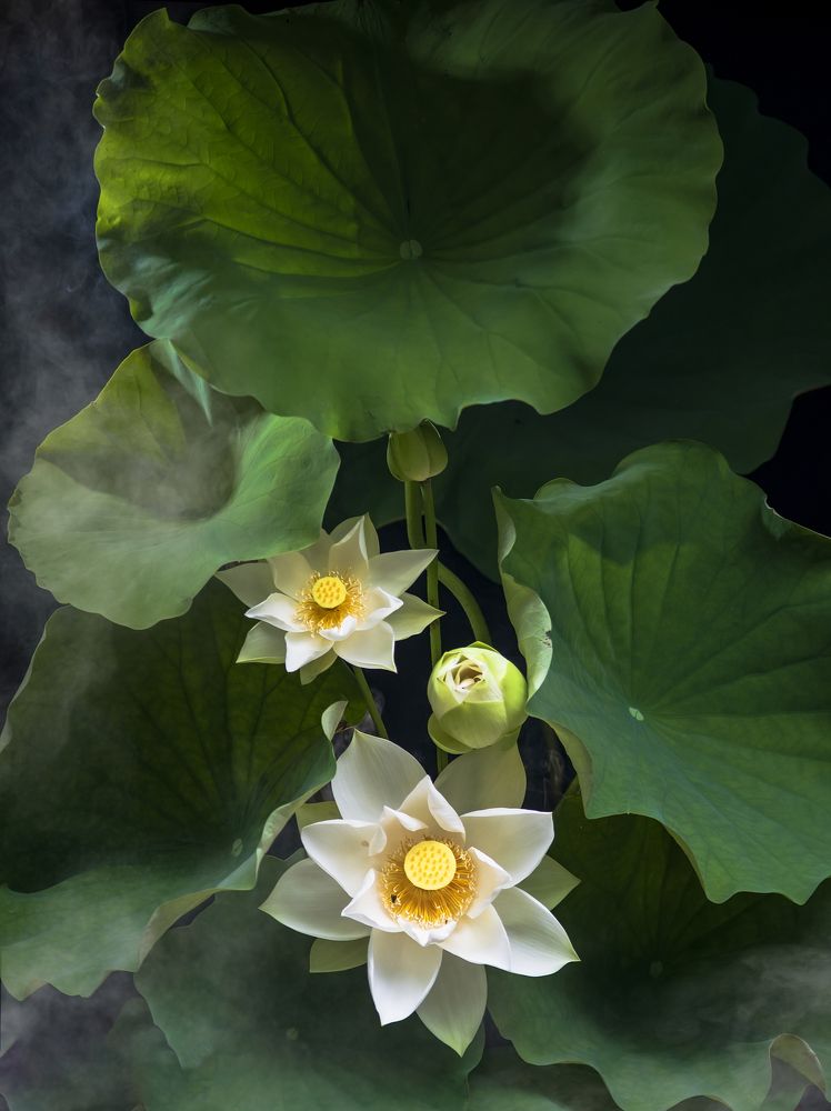 Photograph by Trần Anh Tuấn