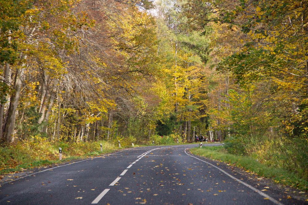 Дорога через осенний лес