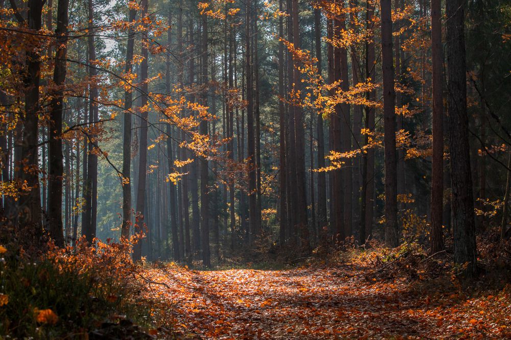 Photograph by Wiktor Kulesa