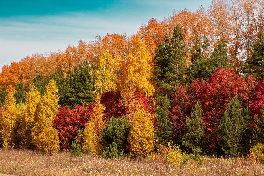 Краски осени.
