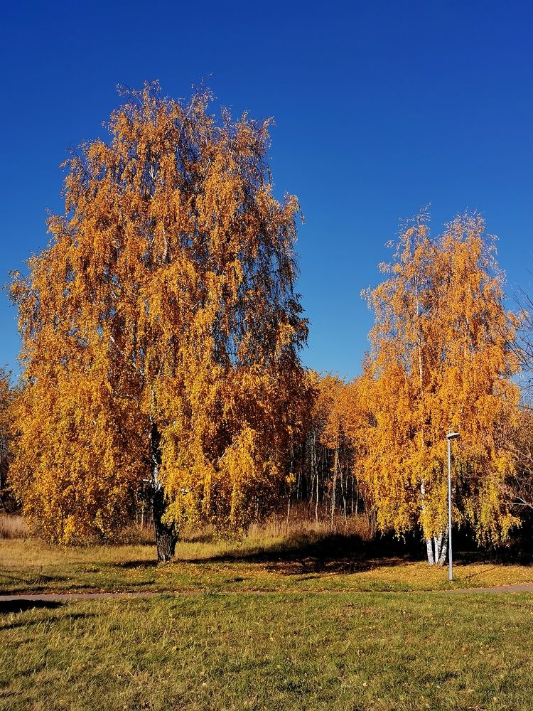 Фотография автора Madina Musaeva