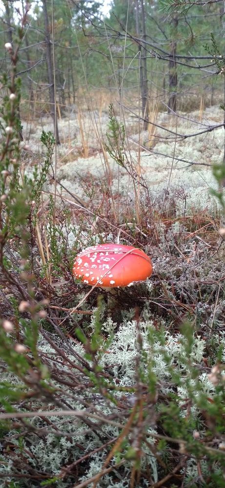 Photo #8250847