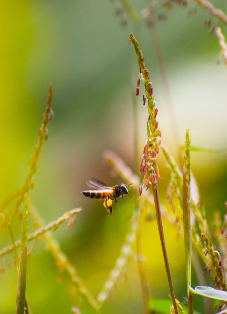 Bee