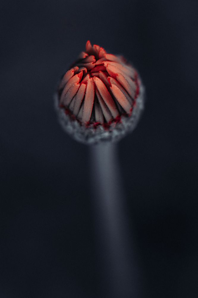 Photograph by Anna Turks