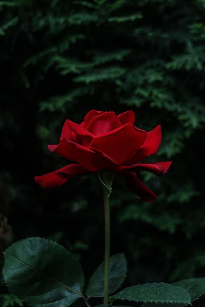 Photograph by Anna Turks