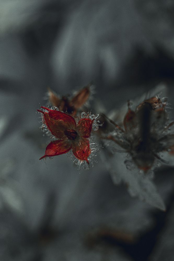 Photograph by Anna Turks