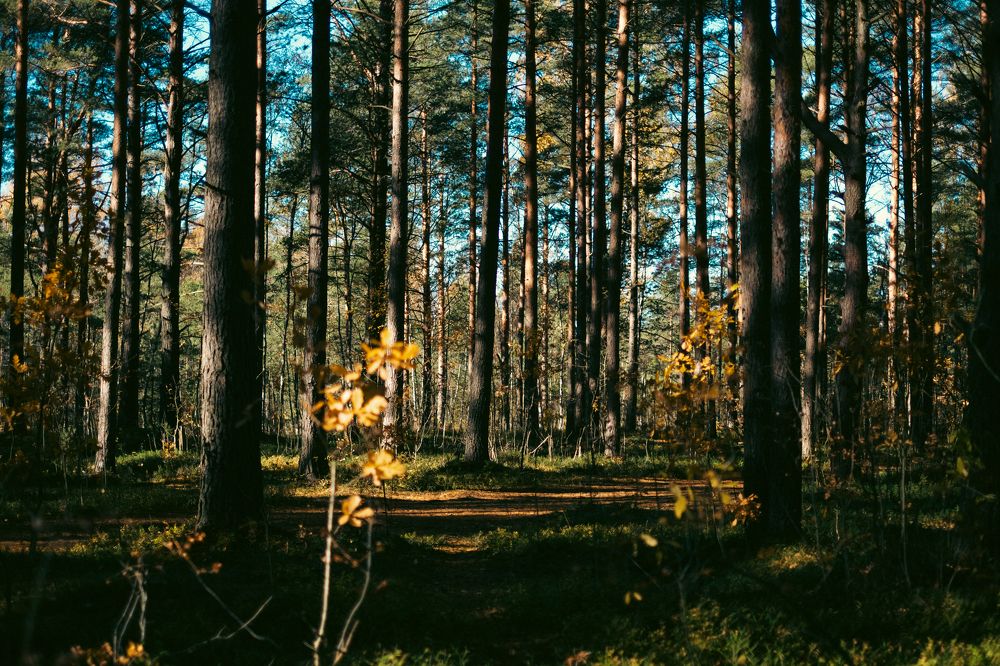 Photograph by Наталья Петриленкова