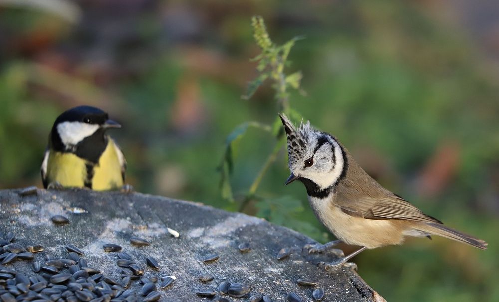 Синицы за "обеденным столом".