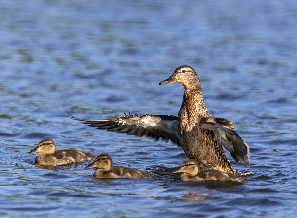Под материнским крылом