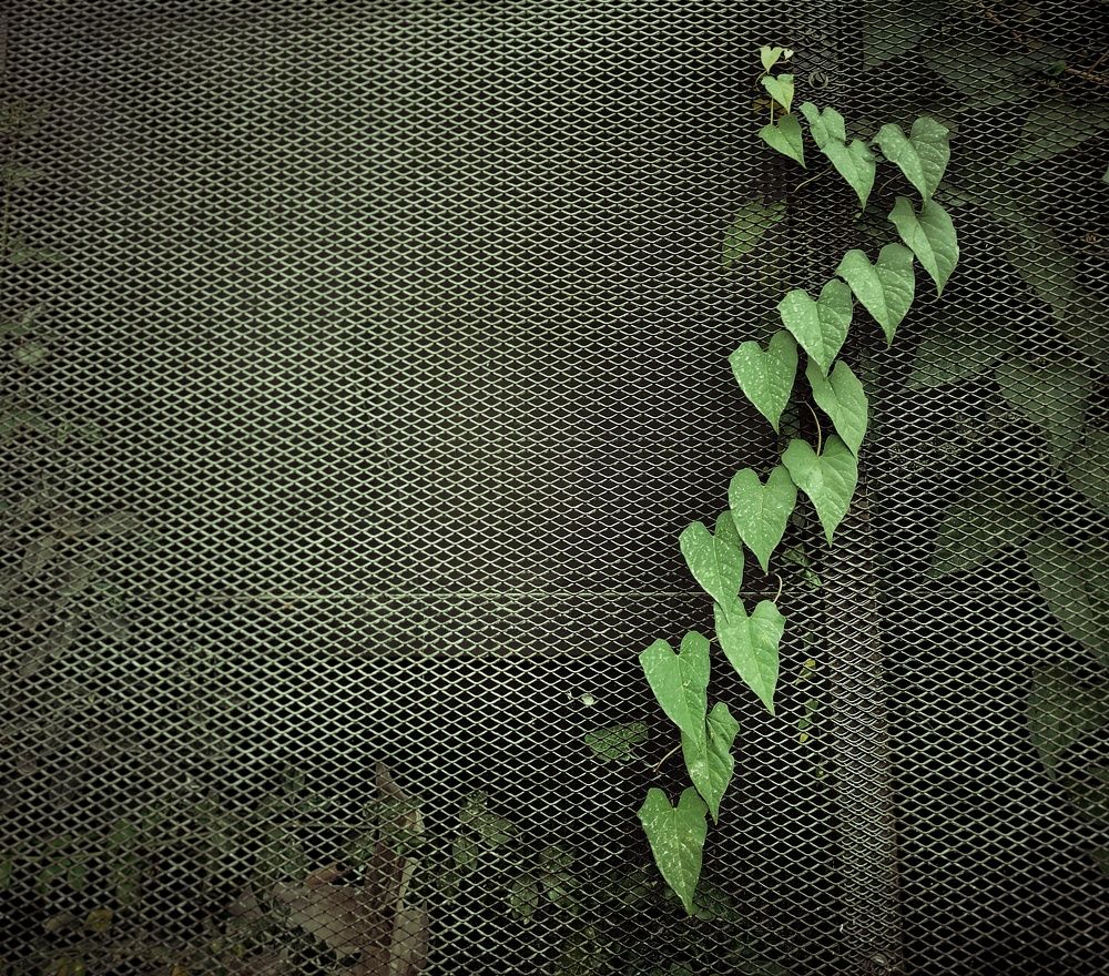 Photograph by Masoumeh Mahmoudi