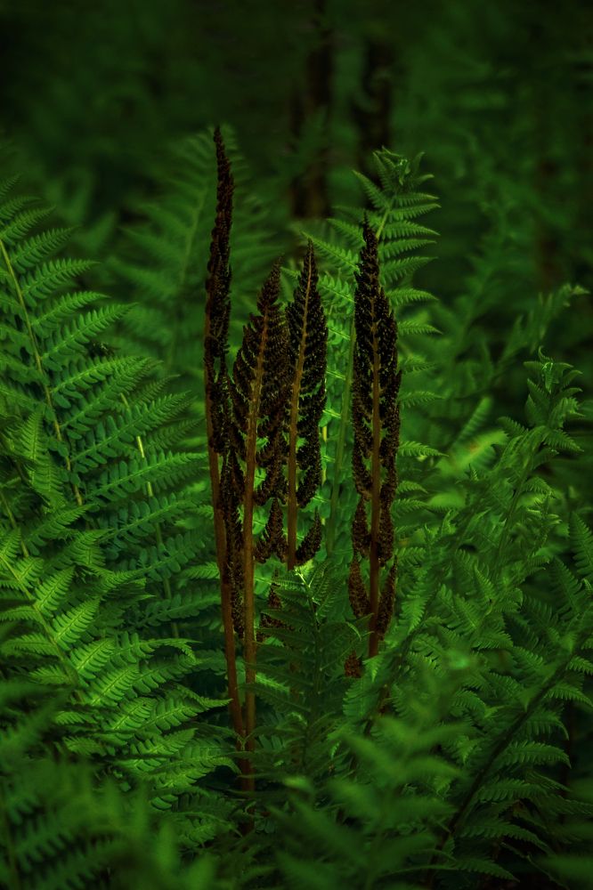 Photograph by Вероника Ливанова