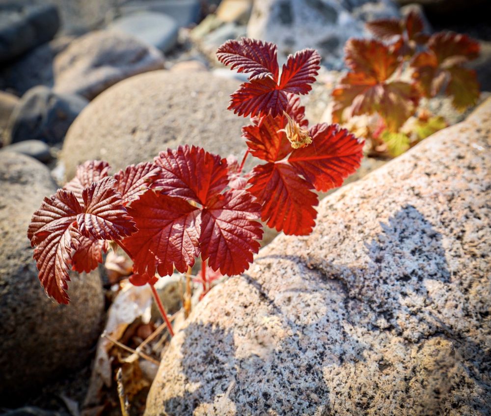 Photograph by Алексей Романов
