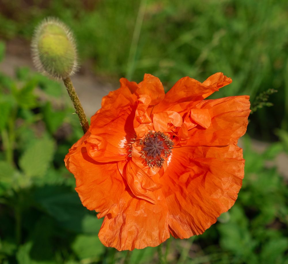 Photograph by МАрина Соловьева