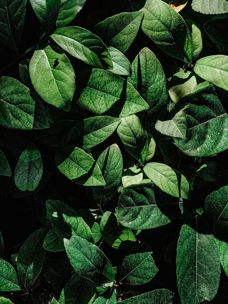 Photograph by Elena Novikova