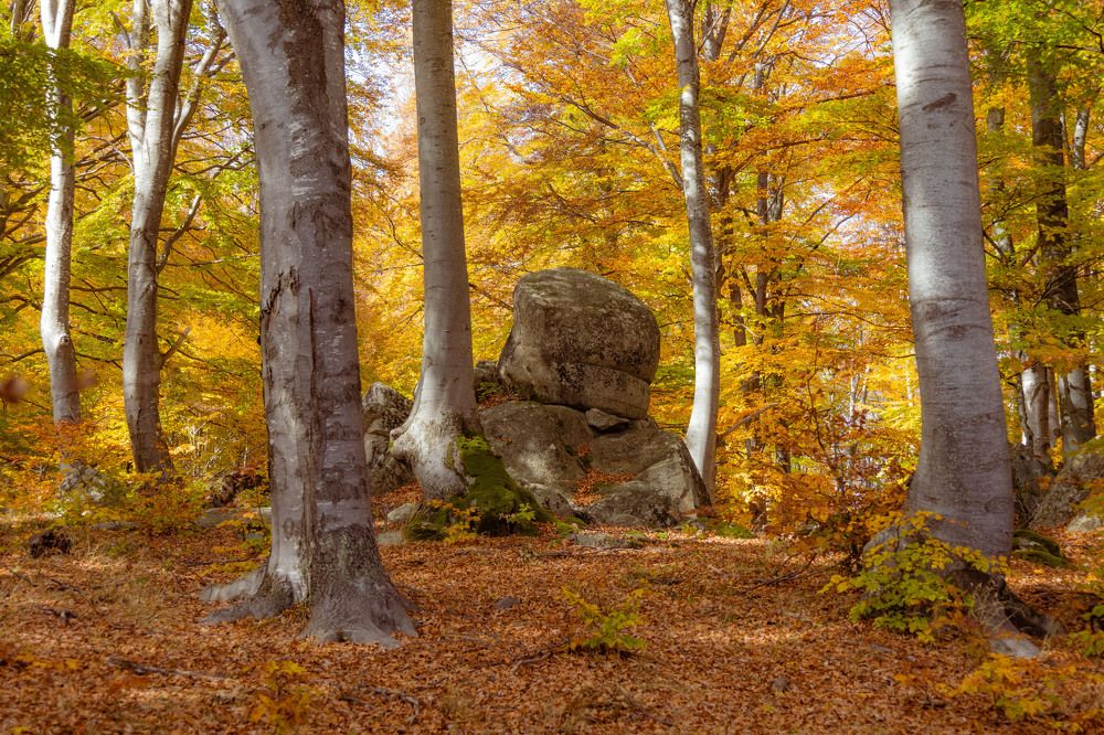 Photograph by Трайко Байко