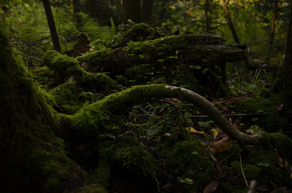 Photograph by Mila Vshivkova