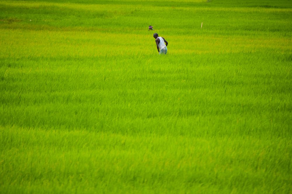 Фотография автора ANKIT GHOSH