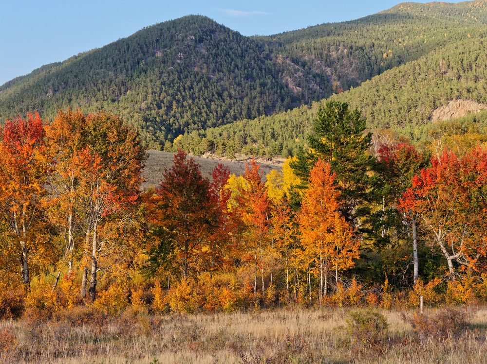 Лес у крохотного прудика на въёзде в Боровое.