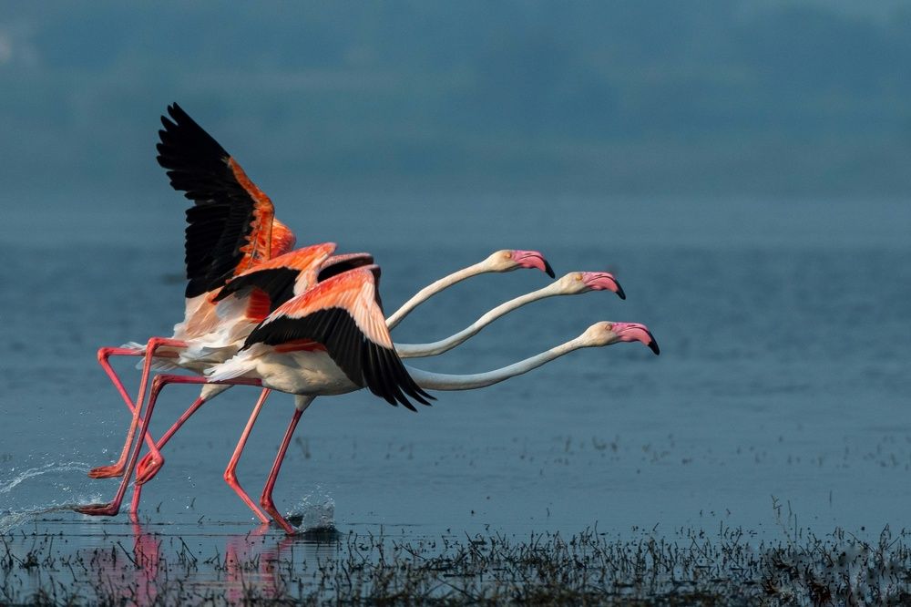 Photograph by Susanjit Saha