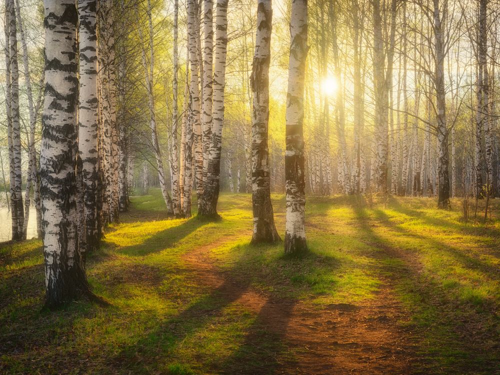 Фотография автора Дмитрий Медянцев