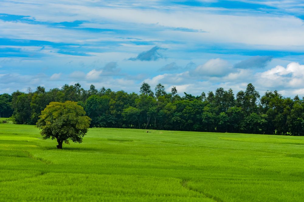 Фотография автора ANKIT GHOSH