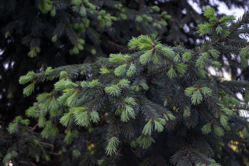 Photograph by Anton Nagel