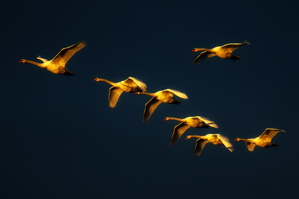 Золотые лебеди