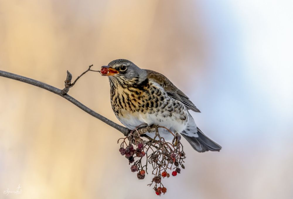 Зимние ягодки