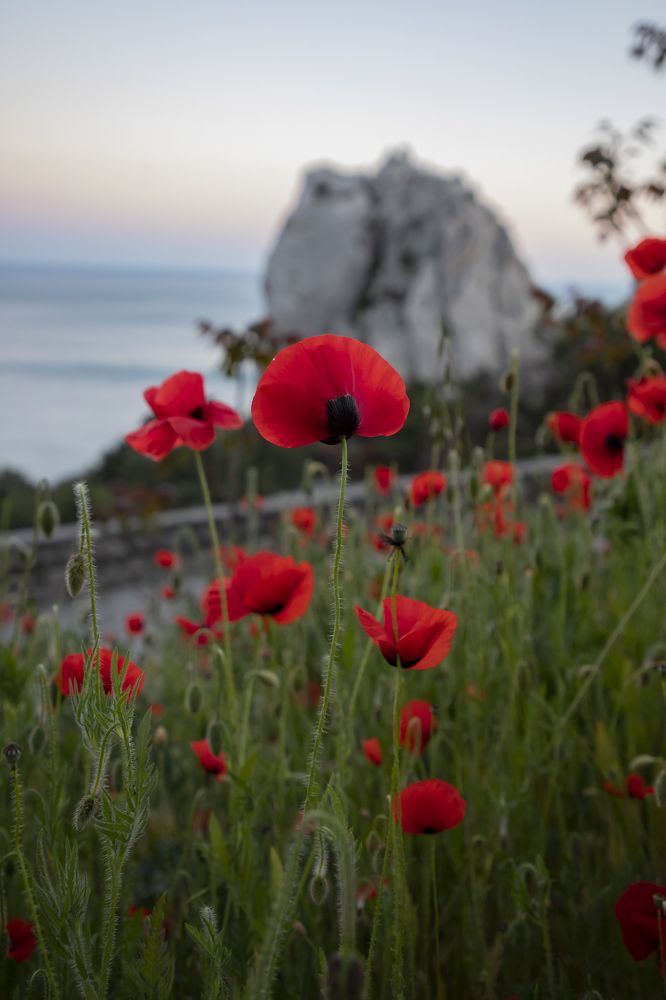 Photograph by Юлия Лазебная