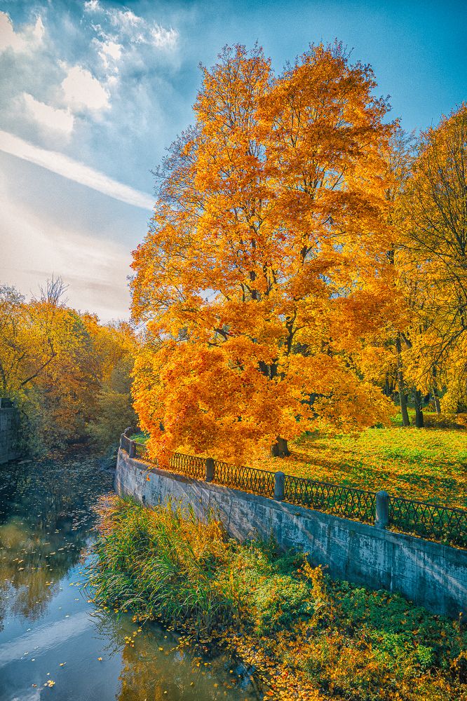 Кленовый пожар осени...