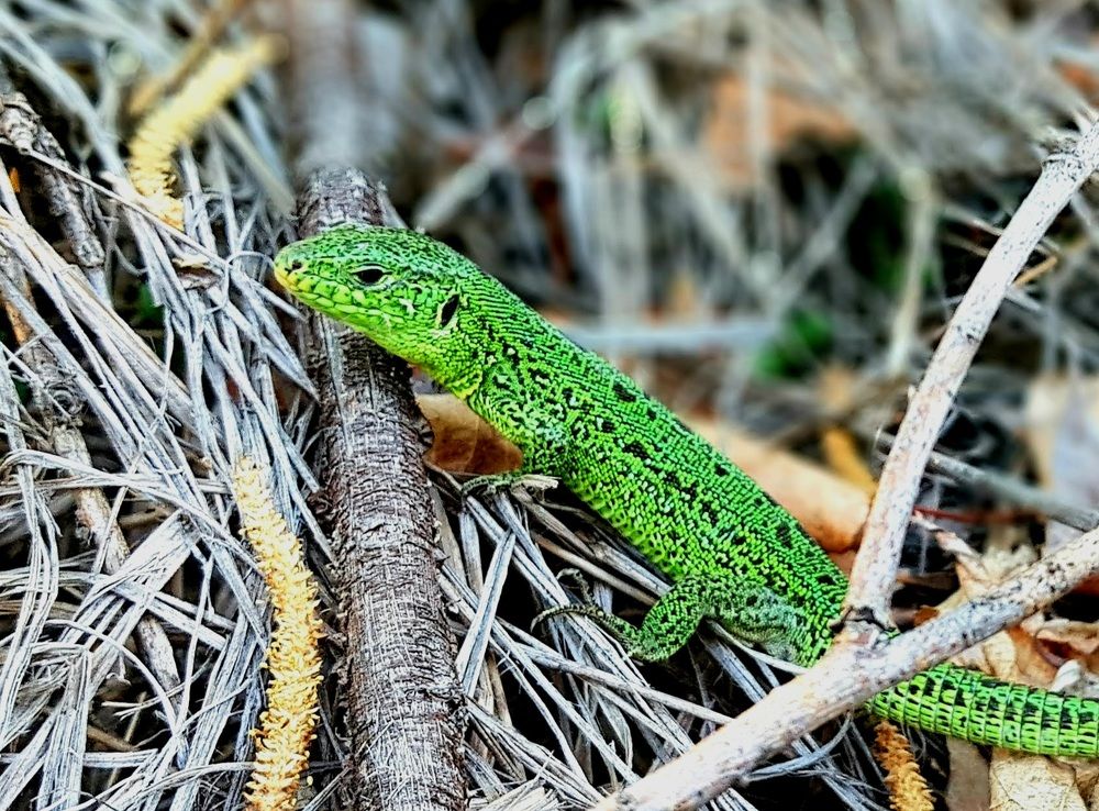 Хозяйка медной горы