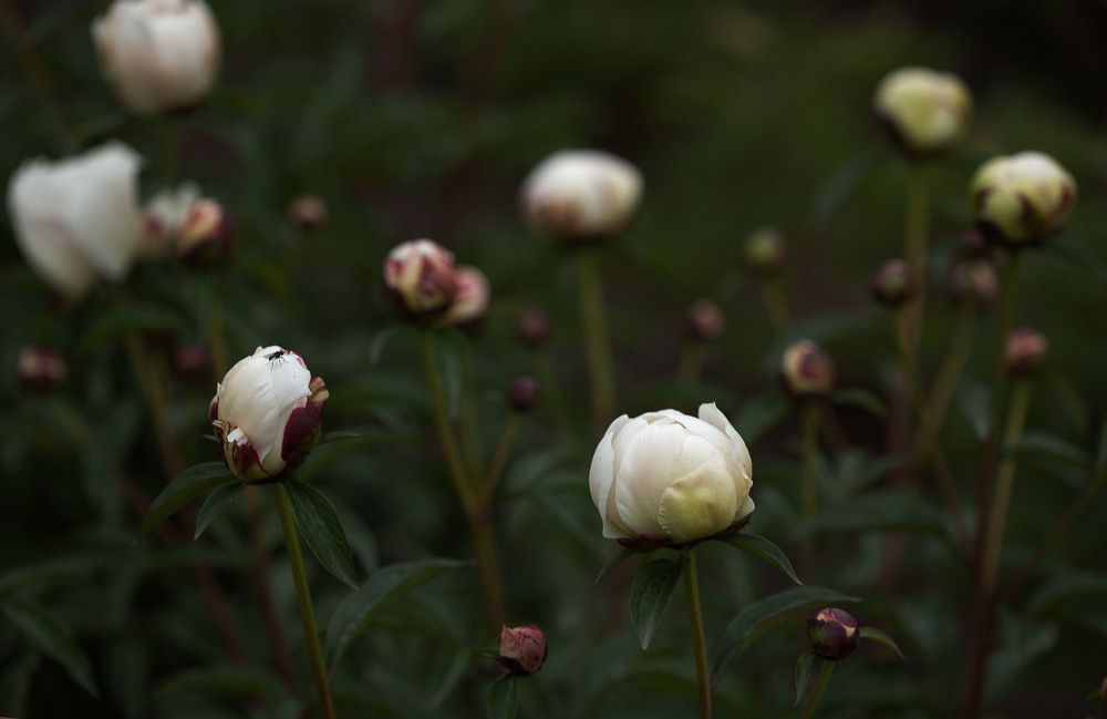 Фотография автора Alena Makushina