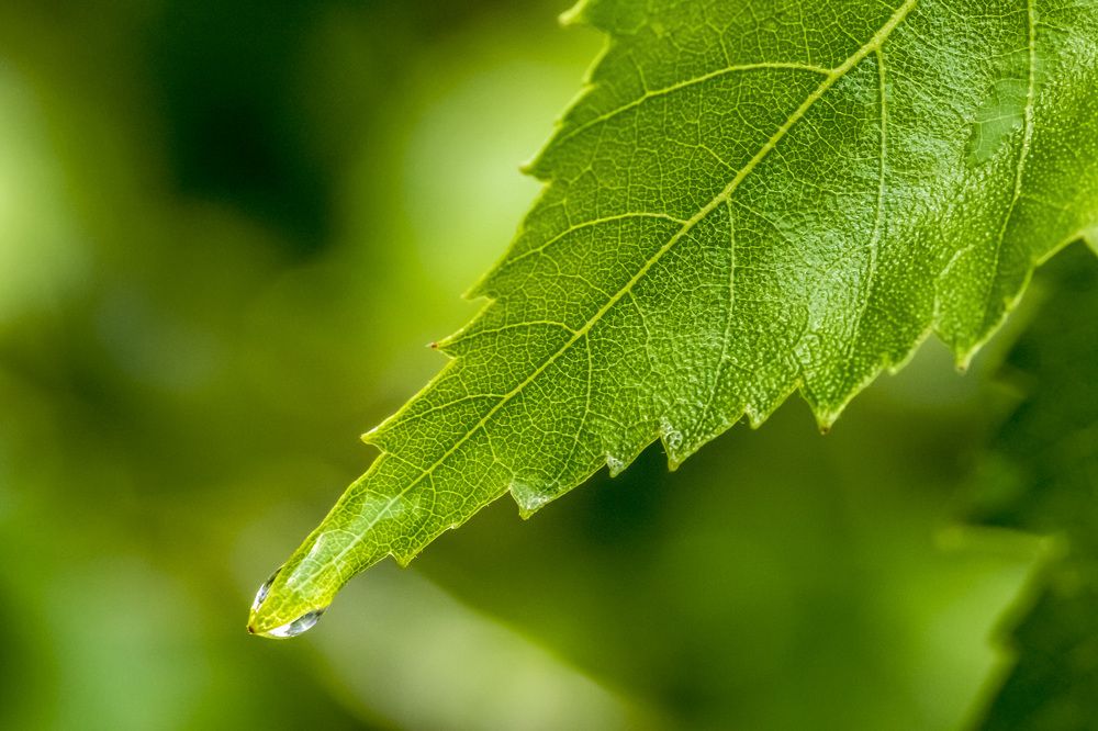 Берёзовая роса