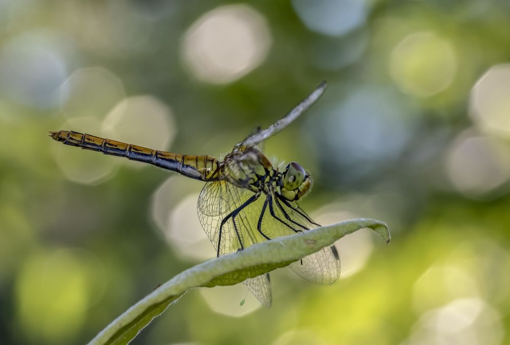 Зелёная кровь