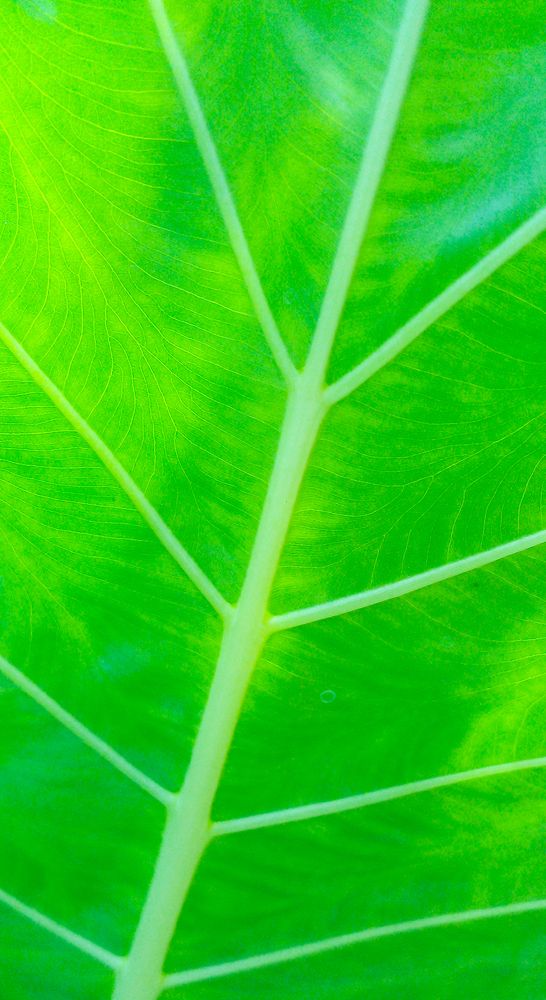 Фотография автора Laddu Sasindu Pramuditha De Silva