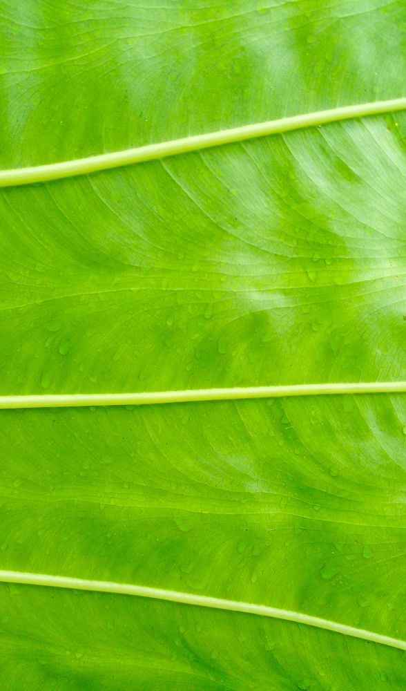 Фотография автора Laddu Sasindu Pramuditha De Silva