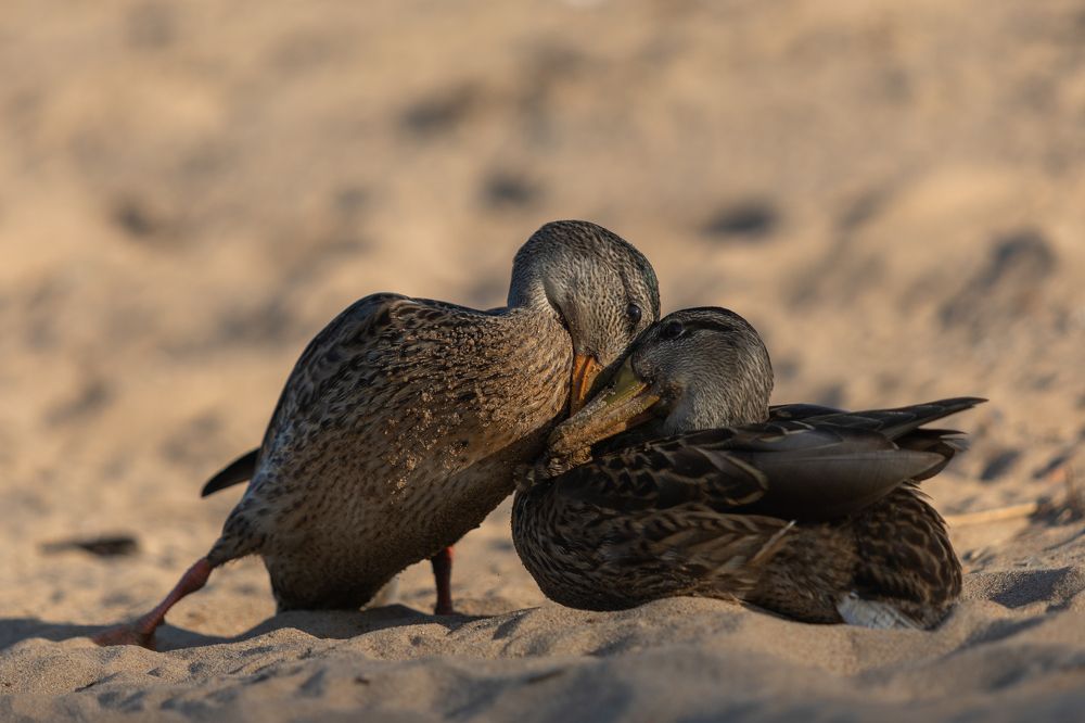 В глаза мне смотри!