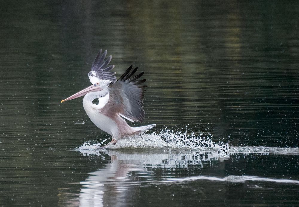 Photograph by Harsha Devalla