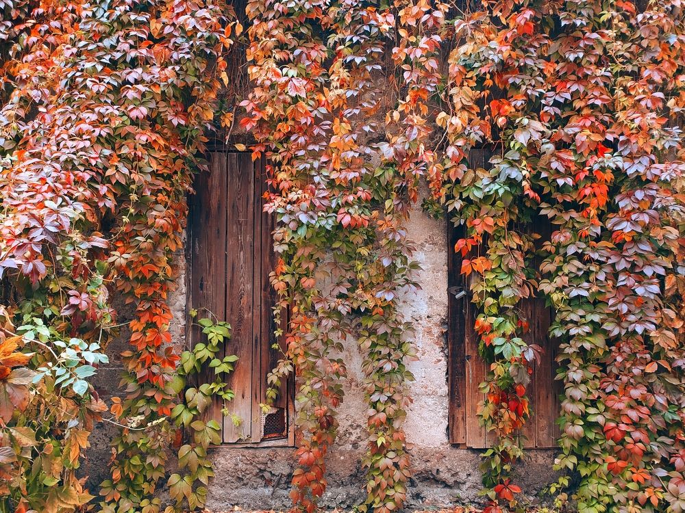 Photograph by Ирина Половцева