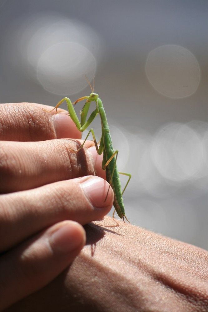 Фотография автора Татьяна Шебаршенко