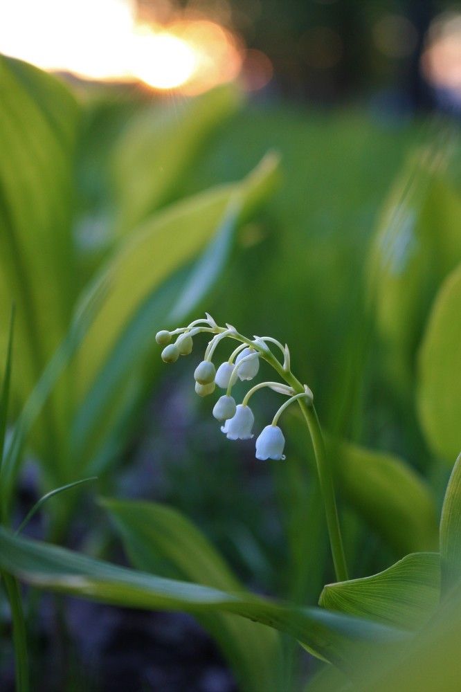 Фотография автора Татьяна Шебаршенко