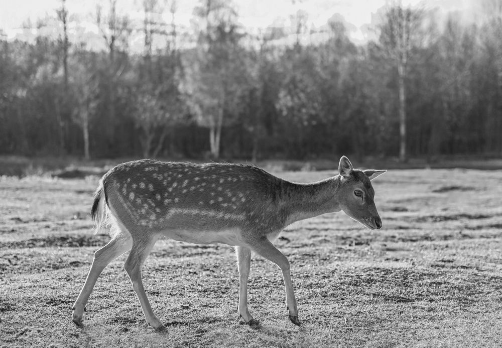 Photograph by Оксана Катаджи