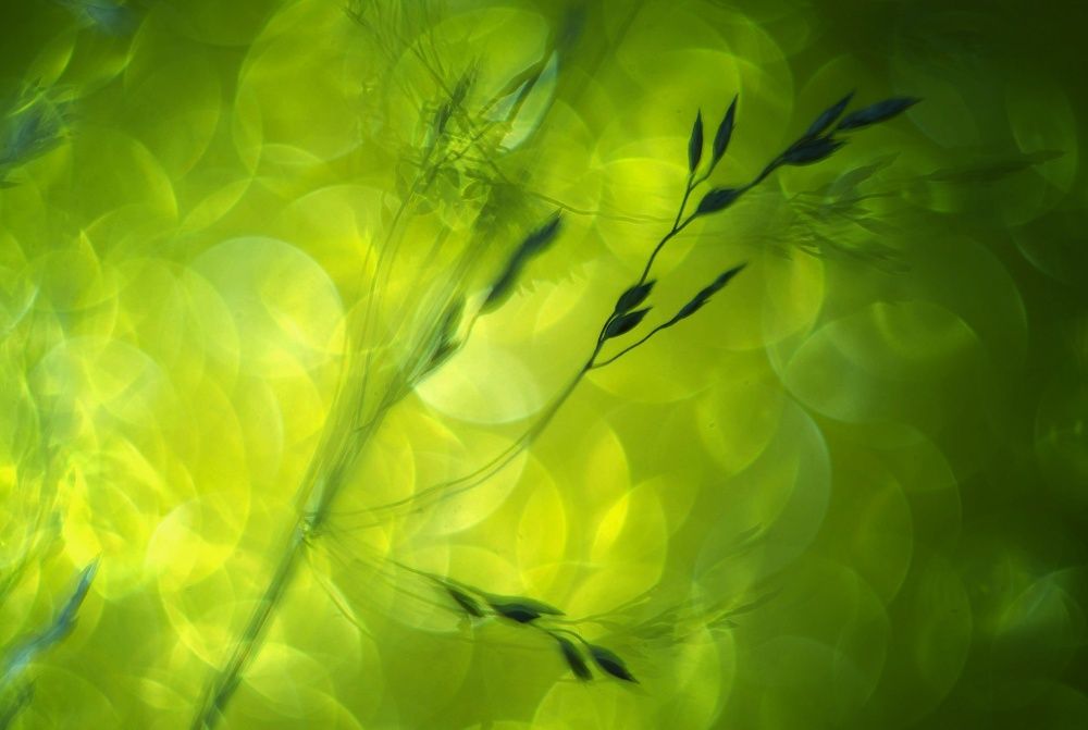 Photograph by Светлана Лехмус